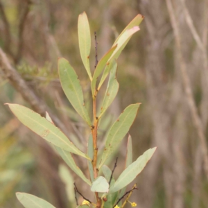 Acacia rubida at Strathnairn, ACT - 16 Aug 2024