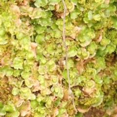 Lunularia cruciata (A thallose liverwort) at Macnamara, ACT - 16 Aug 2024 by ConBoekel