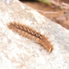 Anthela acuta (Common Anthelid) at Macnamara, ACT - 16 Aug 2024 by ConBoekel