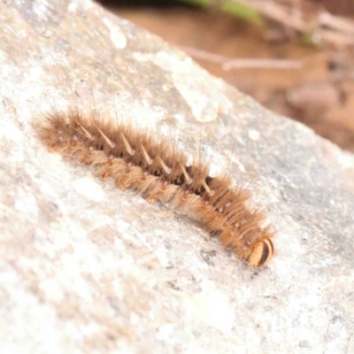 Anthela acuta (Common Anthelid) at Macnamara, ACT - 16 Aug 2024 by ConBoekel