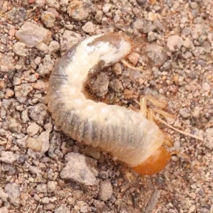 Scarabaeidae (family) at Strathnairn, ACT - 16 Aug 2024 10:58 AM