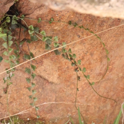 Asplenium flabellifolium (Necklace Fern) at Strathnairn, ACT - 16 Aug 2024 by ConBoekel