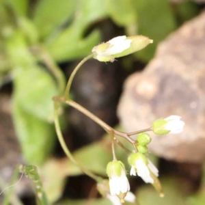 Erophila verna at Strathnairn, ACT - 16 Aug 2024 10:40 AM