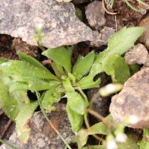 Erophila verna at Strathnairn, ACT - 16 Aug 2024 10:40 AM