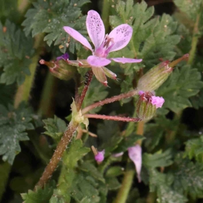 Erodium cicutarium (Common Storksbill, Common Crowfoot) at Strathnairn, ACT - 16 Aug 2024 by ConBoekel