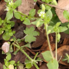 Cerastium glomeratum (Sticky Mouse-ear Chickweed) at Macnamara, ACT - 16 Aug 2024 by ConBoekel