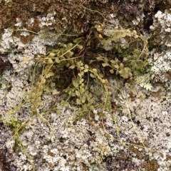 Asplenium flabellifolium (Necklace Fern) at Strathnairn, ACT - 16 Aug 2024 by ConBoekel