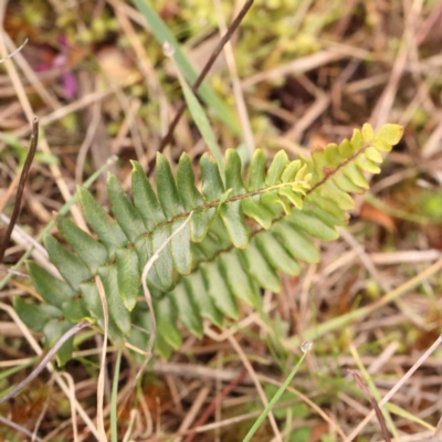 Pellaea calidirupium (Hot Rock Fern) at Strathnairn, ACT - 16 Aug 2024 by ConBoekel