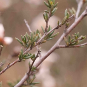 Cryptandra speciosa subsp. speciosa at Strathnairn, ACT - 16 Aug 2024