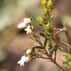 Cryptandra amara at Strathnairn, ACT - 16 Aug 2024 12:03 PM