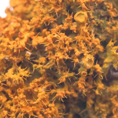 Teloschistes sp. (genus) (A lichen) at Strathnairn, ACT - 16 Aug 2024 by ConBoekel