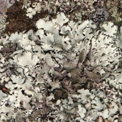 Unverified Lichen at Strathnairn, ACT - 16 Aug 2024 by ConBoekel