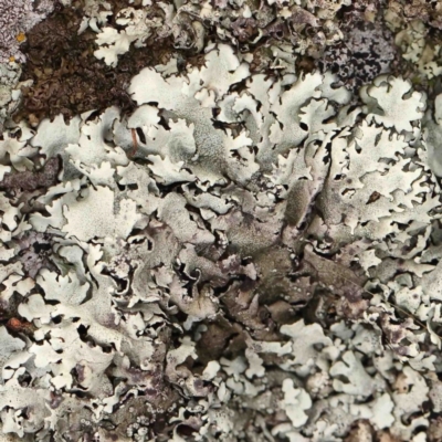 Unidentified Lichen at Strathnairn, ACT - 16 Aug 2024 by ConBoekel