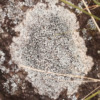 Unidentified Lichen at Strathnairn, ACT - 16 Aug 2024 by ConBoekel