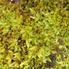 Unidentified Moss, Liverwort or Hornwort at Strathnairn, ACT - 16 Aug 2024 by ConBoekel