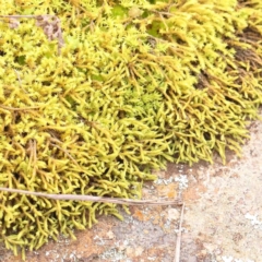 Unidentified Moss, Liverwort or Hornwort at Strathnairn, ACT - 16 Aug 2024 by ConBoekel