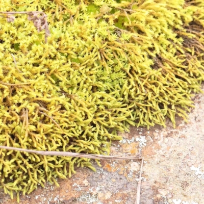 Unidentified Moss, Liverwort or Hornwort at Strathnairn, ACT - 16 Aug 2024 by ConBoekel