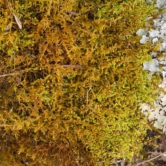 Unverified Moss, Liverwort or Hornwort - 1 Jan 1900 by ConBoekel