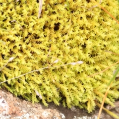 Unidentified Moss, Liverwort or Hornwort at Strathnairn, ACT - 16 Aug 2024 by ConBoekel