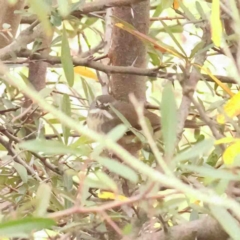 Sericornis frontalis (White-browed Scrubwren) at Macnamara, ACT - 16 Aug 2024 by ConBoekel