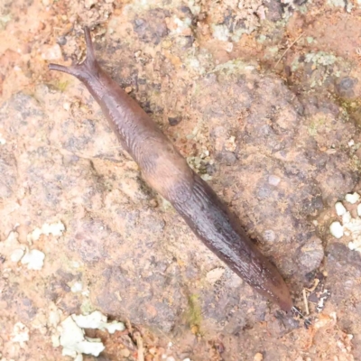 Deroceras sp. (genus) (A Slug or Snail) at Strathnairn, ACT - 16 Aug 2024 by ConBoekel