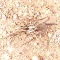 Unidentified Other hunting spider at Strathnairn, ACT - 16 Aug 2024 by ConBoekel