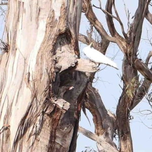 Cacatua galerita at Strathnairn, ACT - 16 Aug 2024