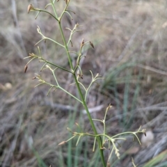 Dianella sp. aff. longifolia (Benambra) (Pale Flax Lily, Blue Flax Lily) at Kambah, ACT - 17 Aug 2024 by HelenCross