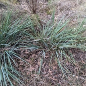 Dianella sp. aff. longifolia (Benambra) at Kambah, ACT - 17 Aug 2024 02:56 PM