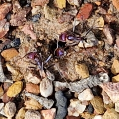 Iridomyrmex purpureus at Kingsdale, NSW - 17 Aug 2024 11:17 AM