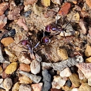 Iridomyrmex purpureus at Kingsdale, NSW - 17 Aug 2024