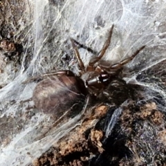 Paraembolides sp. (genus) (A Slender Funnel-web spider) at Kingsdale, NSW - 17 Aug 2024 by trevorpreston