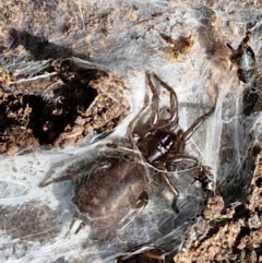 Paraembolides sp. (genus) at Kingsdale, NSW - 17 Aug 2024