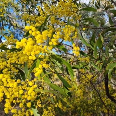 Acacia pycnantha (Golden Wattle) at Farrer, ACT - 17 Aug 2024 by Mike