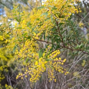 Acacia sp. at Farrer, ACT - 17 Aug 2024