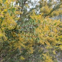 Acacia sp. at Farrer, ACT - 17 Aug 2024