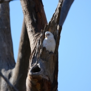 Cacatua sanguinea at Throsby, ACT - 7 Aug 2024