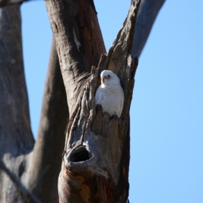 Cacatua sanguinea (Little Corella) at Throsby, ACT - 7 Aug 2024 by MB
