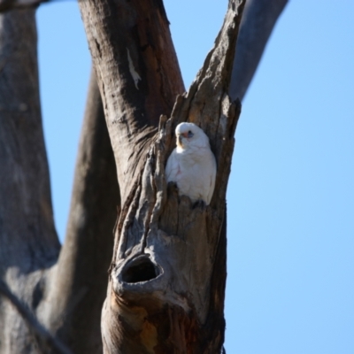 Cacatua sanguinea (Little Corella) at Throsby, ACT - 6 Aug 2024 by MB