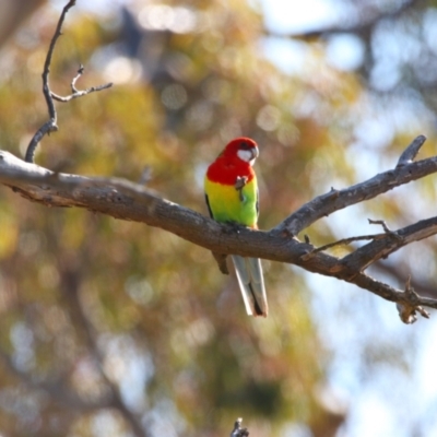 Platycercus eximius (Eastern Rosella) at Throsby, ACT - 6 Aug 2024 by MB