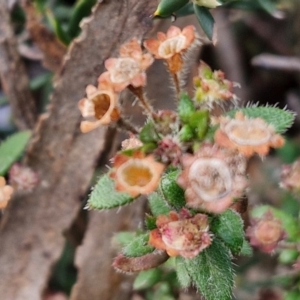 Pomax umbellata at Kingsdale, NSW - 17 Aug 2024