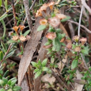 Pomax umbellata at Kingsdale, NSW - 17 Aug 2024 11:13 AM