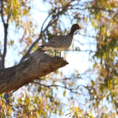 Chenonetta jubata (Australian Wood Duck) at Throsby, ACT - 7 Aug 2024 by MB