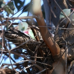 Ocyphaps lophotes (Crested Pigeon) at Throsby, ACT - 7 Aug 2024 by MB