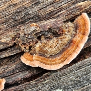 Xylobolus illudens at Kingsdale, NSW - 17 Aug 2024 11:12 AM