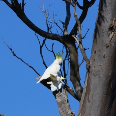 Cacatua galerita (Sulphur-crested Cockatoo) at Throsby, ACT - 7 Aug 2024 by MB