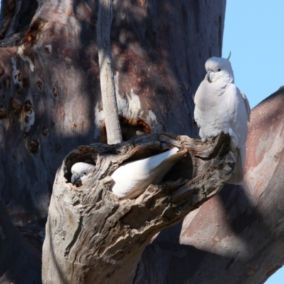 Cacatua galerita (Sulphur-crested Cockatoo) at Throsby, ACT - 7 Aug 2024 by MB