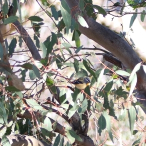 Pardalotus punctatus at Throsby, ACT - 7 Aug 2024