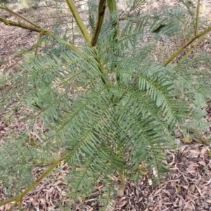 Acacia decurrens at Kingsdale, NSW - 17 Aug 2024