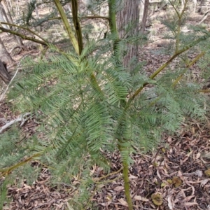 Acacia decurrens at Kingsdale, NSW - 17 Aug 2024 11:08 AM